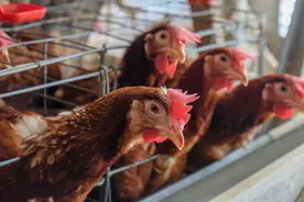 鸡痘已经开始发病增多，警惕秋季鸡痘流行及时防控！图片