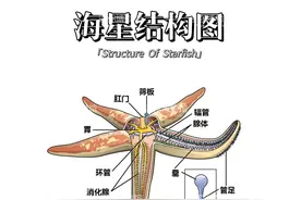 迷你博物馆：海星科普小百科图片