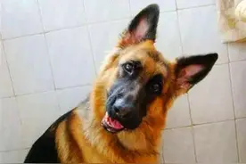 看门狗的狗盆被压成了碟子，气得狗狗到处找人，德牧：谁干的！图片