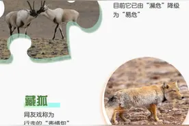 世界地球日：来看西藏羌塘野生动物，你认识几种？图片