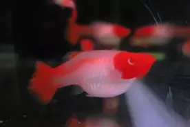 鸿运当头孔雀鱼图片