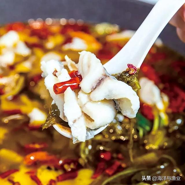 花胶燕麦焗海参 2026年花胶燕麦焗海参好吃吗