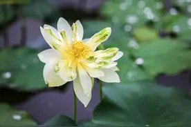 你今生所受的苦，都是上辈子欠下的债图片