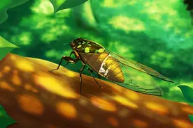 “金蝉脱壳”的壳，大有用处图片