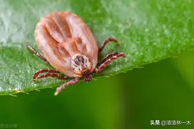 女子砍草，要人命的蜱虫钻入体内，如果遇到蜱虫怎么办图片