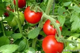 种菜别光用化肥，学会这5种自制营养水，简单实用又增产图片