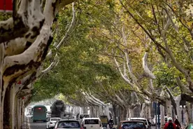 大庆路将改造为西郊的“幸福林带”？网友建议，别学东大街！图片