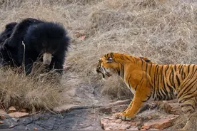 老虎真打不过熊？锡霍特山多次出现东北虎残骸，疑似遭棕熊杀害图片