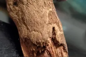 海南黎母山寻奇楠图片