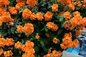 能忍受广东高温暴晒的开花植物，养这些盆栽多热都有花看图片