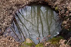 为什么挖个土坑，不管过多久，总会长出鱼来！鱼卵究竟是哪来的？图片