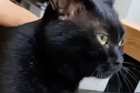 我家猫走丢4天后，小区里的流浪猫把它带回来了图片