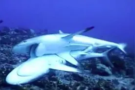 两只母鲨同居10年，其中一只莫名生娃，实际上这并不是好事图片