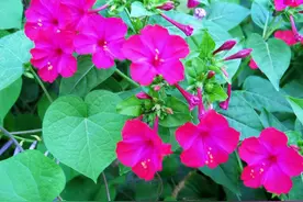 一种花，路边捡点种子种花盆，发芽快长得旺超级美，开花一茬茬图片