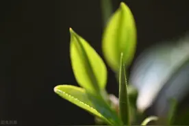 庄子：命中真正属于你的，只有2样东西，别人抢都抢不走图片