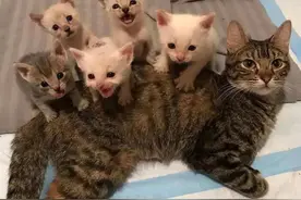 为什么猫晚上叫的凄惨，那么吓人图片