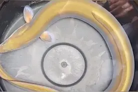 广东男子钓了条“溪鳗”，养了几天都不敢吃，网友劝其放生图片