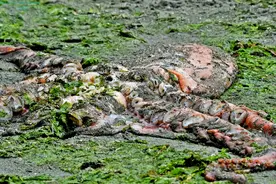 宠物鹅遇袭 母亲裸身相救！9米巨大章鱼为产子受难 BC神奇动物...图片