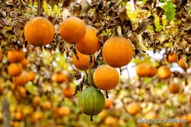 瓜蒌润肺化痰治便秘，它的根泻火生津、消肿排脓，又名天花粉图片