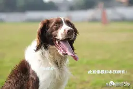 《阿尔法日记⑨》樱桃熟了图片