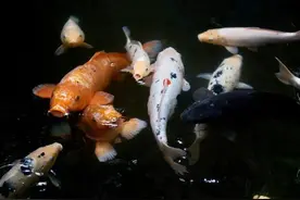 家中必养的十大招财宠物 招财旺运安宅的宠物有哪些图片