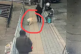 狗狗离家七天，主人着急盼找回！希望好心人能与之联系图片