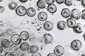 鱼苗鱼种的霸道寄生虫：车轮虫和指环虫图片