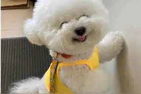 太神奇了！从你养的狗，可以看出你的性格图片