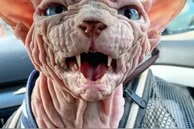 原来“无毛猫”缺点这么多，难怪养过的人，都说不会再养了图片