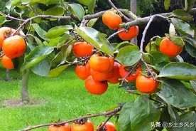 杮子树可以嫁接什么果树，仅有2种果树，嫁接时还要特别注意这点图片