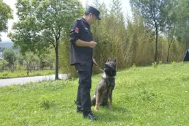 公安部通报表扬！“追风少年”功勋犬，深山搜救2岁娃图片