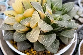 多肉有多贵？带你认识“天价”多肉图片