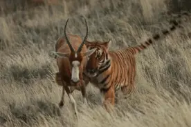 中国将5只华南虎放到非洲草原，繁衍15只后，专家却不让老虎回国图片