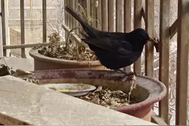 新疆乌鲁木齐常见的黄嘴黑鸟叫乌鸫，居然是瑞典的国鸟图片