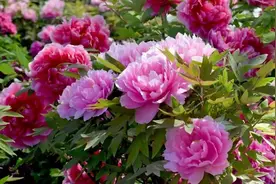 牡丹为什么是花中之王？图片