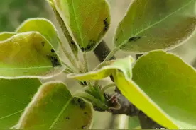 吡虫啉的三个黄金搭档，用对了，杀虫效果更好图片