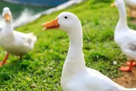 农村新手养鸭1000只，一年能赚多少钱？图片