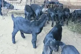 90后宝妈养羊，小羊羔的成活率竟在百分之九十以上图片