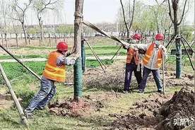 大运河沿线绿化工程启动——绿化两岸河堤135公里 打造绿色生态廊道图片