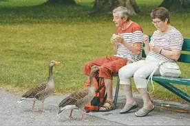 我不是素食主义者，但我知道众生皆苦图片