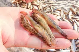 农家人称它叫趴地虎，以前一次能捉十几斤，现在80多一斤都难买到图片