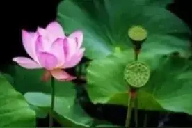 好花半开 好酒微酣 情深不寿 惠及必伤图片