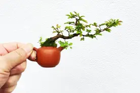 盆景修剪秘籍：第一式“短截”，剪下1年生枝，长势会更旺盛图片