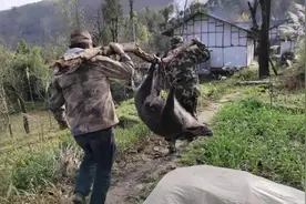 上百斤大野猪出没，江西一扫墓村民被拱翻，拿镰刀打得赢野猪吗？图片