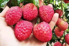 广东高价荔枝涌入市场，今年价格不低于40元一斤，到底凭什么？图片