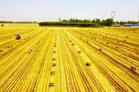 山东严守耕地保护红线，打造沿黄“齐鲁粮仓”图片