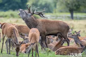 新西兰马鹿茸值得买吗？今天一次性讲明白图片