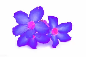 为什么说“紫色”并不存在？你还相信你的眼睛吗？图片