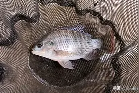 钓罗非鱼最厉害的调漂方法图片