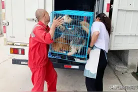 一个“不务正业”的僧人，救了9000多只流浪动物｜魔都战疫口述实录图片